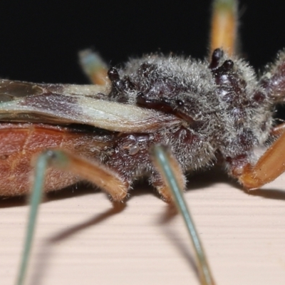 Unidentified Mite and Tick (Acarina) at Wellington Point, QLD - 24 Dec 2022 by TimL