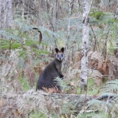 Wallabia bicolor (Swamp Wallaby) at Tawonga, VIC - 28 Apr 2019 by MatthewFrawley