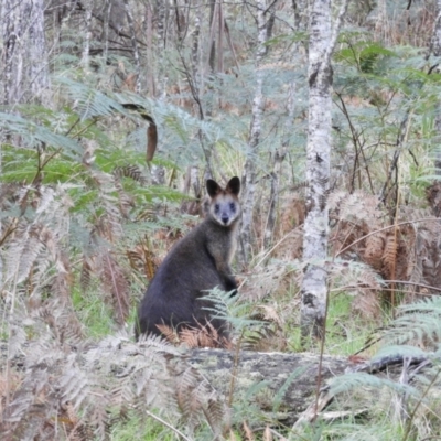 Wallabia bicolor (Swamp Wallaby) at Tawonga, VIC - 27 Apr 2019 by MatthewFrawley