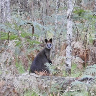 Wallabia bicolor (Swamp Wallaby) at Tawonga, VIC - 28 Apr 2019 by MatthewFrawley