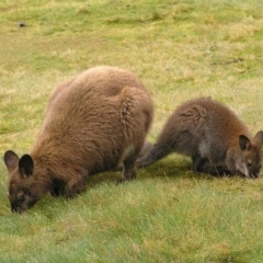 Notamacropus rufogriseus (Red-necked Wallaby) at Cradle Mountain, TAS - 26 Jan 2011 by MatthewFrawley