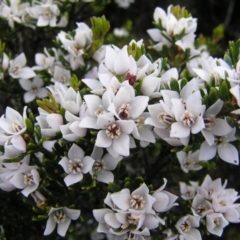 Boronia citriodora (Lemon-scented Boronia) at Cradle Mountain, TAS - 26 Jan 2011 by MatthewFrawley