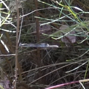 Austrolestes sp. (genus) at Queanbeyan West, NSW - 28 Dec 2022