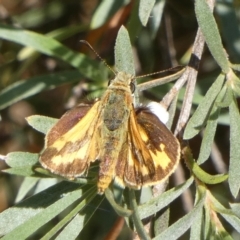 Ocybadistes walkeri (Green Grass-dart) at Bicentennial Park - 27 Dec 2022 by Paul4K