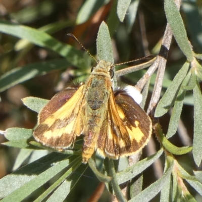 Ocybadistes walkeri (Green Grass-dart) at Bicentennial Park - 27 Dec 2022 by Paul4K