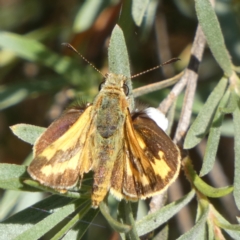 Ocybadistes walkeri at Queanbeyan West, NSW - 28 Dec 2022