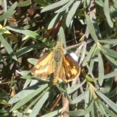 Ocybadistes walkeri at Queanbeyan West, NSW - 28 Dec 2022