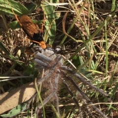 Cryptocheilus bicolor (Orange Spider Wasp) at Mount Painter - 27 Dec 2022 by rmander