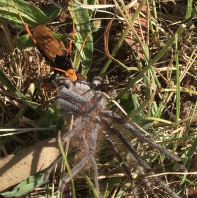 Cryptocheilus bicolor (Orange Spider Wasp) at Mount Painter - 27 Dec 2022 by rmander