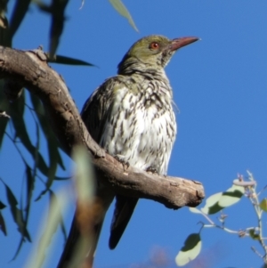 Oriolus sagittatus at Queanbeyan West, NSW - 28 Dec 2022 07:01 AM