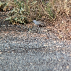 Geopelia cuneata (Diamond Dove) at Silverton, NSW - 27 Dec 2022 by Darcy