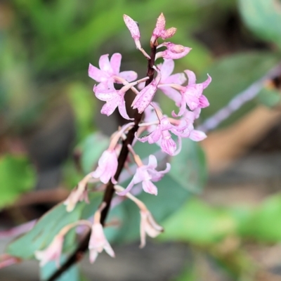 Dipodium roseum (Rosy Hyacinth Orchid) - 1 Jan 1900 by KylieWaldon
