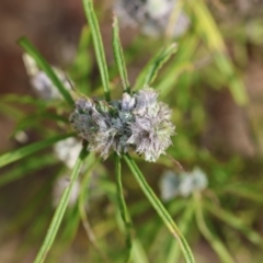 Cassinia (genus) at Kiah, NSW - 24 Dec 2022 09:27 AM