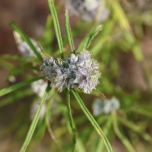 Cassinia (genus) at Kiah, NSW - 24 Dec 2022 09:27 AM
