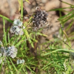 Cassinia (genus) at Kiah, NSW - 24 Dec 2022 09:27 AM