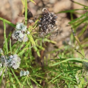 Cassinia (genus) at Kiah, NSW - 24 Dec 2022 09:27 AM