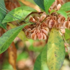 Dodonaea triquetra (Large-leaf Hop-Bush) at Narrabarba, NSW - 23 Dec 2022 by KylieWaldon