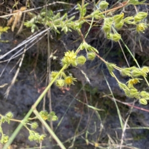 Potentilla recta at Rendezvous Creek, ACT - 28 Dec 2022 09:52 AM