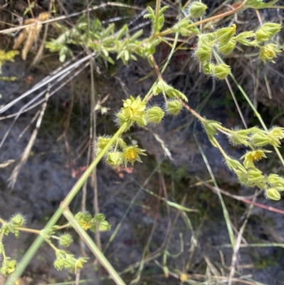 Potentilla recta (Sulphur Cinquefoil) at Rendezvous Creek, ACT - 27 Dec 2022 by natureguy