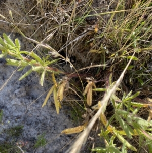 Potentilla recta at Rendezvous Creek, ACT - 28 Dec 2022 09:52 AM