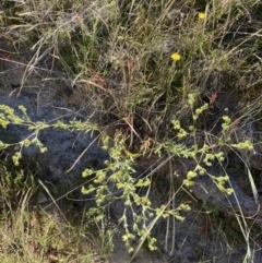 Potentilla recta at Rendezvous Creek, ACT - 28 Dec 2022 09:52 AM
