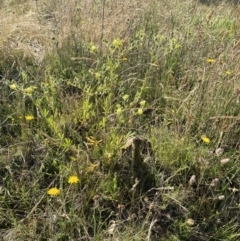 Potentilla recta at Rendezvous Creek, ACT - 28 Dec 2022 09:52 AM
