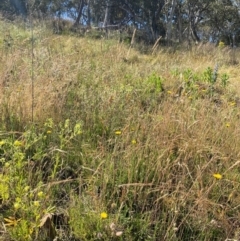 Potentilla recta at Rendezvous Creek, ACT - 28 Dec 2022 09:52 AM