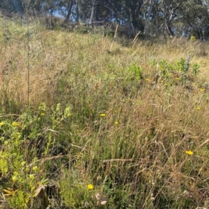 Potentilla recta at Rendezvous Creek, ACT - 28 Dec 2022 09:52 AM