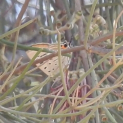 Jalmenus ictinus at Paddys River, ACT - 28 Dec 2022