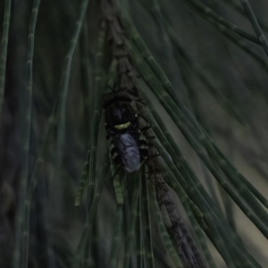 Odontomyia hunteri at Higgins, ACT - 27 Dec 2022