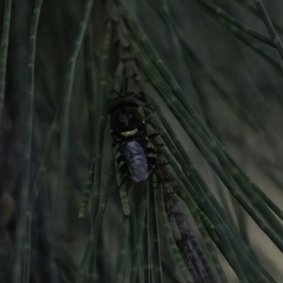 Odontomyia hunteri (Soldier fly) at Higgins, ACT - 27 Dec 2022 by Untidy