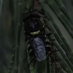 Odontomyia hunteri at Higgins, ACT - 27 Dec 2022 07:29 PM