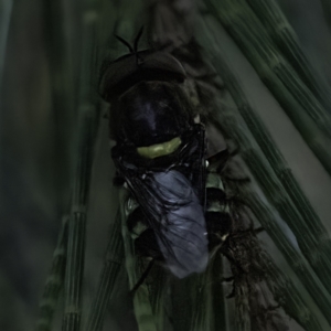 Odontomyia hunteri at Higgins, ACT - 27 Dec 2022