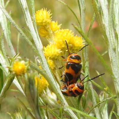 Aporocera (Aporocera) speciosa (Leaf Beetle) at Kambah, ACT - 26 Dec 2022 by HelenCross