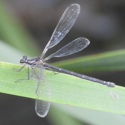 Austroargiolestes icteromelas (Common Flatwing) at Paddys River, ACT - 26 Dec 2022 by HelenCross