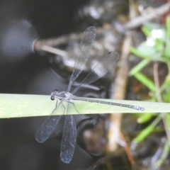 Austroargiolestes icteromelas at Paddys River, ACT - 26 Dec 2022 01:48 PM