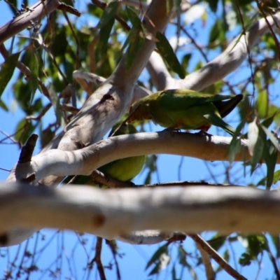 Polytelis swainsonii (Superb Parrot) at Hughes, ACT - 28 Dec 2022 by LisaH