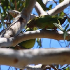 Polytelis swainsonii at Hughes, ACT - 28 Dec 2022