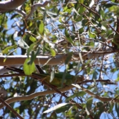 Polytelis swainsonii at Hughes, ACT - 28 Dec 2022