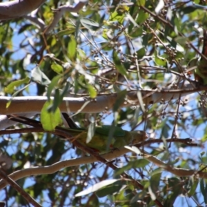 Polytelis swainsonii at Hughes, ACT - 28 Dec 2022