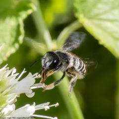 Pseudoanthidium (Immanthidium) repetitum (African carder bee) at Hawker, ACT - 28 Dec 2022 by Roger