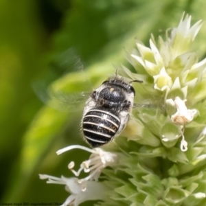 Pseudoanthidium (Immanthidium) repetitum at Hawker, ACT - 28 Dec 2022