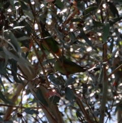 Polytelis swainsonii (Superb Parrot) at Hughes, ACT - 28 Dec 2022 by LisaH