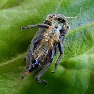 Eurymeloides sp. (genus) at Crooked Corner, NSW - 28 Dec 2022