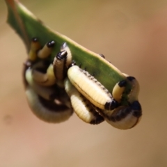 Paropsisterna cloelia (Eucalyptus variegated beetle) at Hughes, ACT - 28 Dec 2022 by LisaH