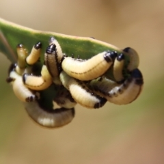 Paropsisterna cloelia at Hughes, ACT - 28 Dec 2022 12:33 PM