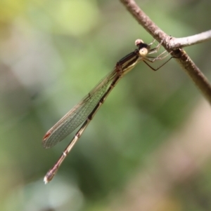 Austrolestes analis at Deakin, ACT - 28 Dec 2022 12:57 PM