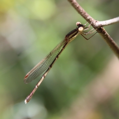 Austrolestes analis (Slender Ringtail) at Deakin, ACT - 28 Dec 2022 by LisaH