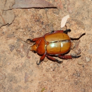 Anoplognathus montanus at Deakin, ACT - 28 Dec 2022