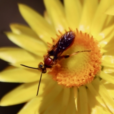 Labium sp. (genus) (An Ichneumon wasp) at Hughes, ACT - 28 Dec 2022 by LisaH